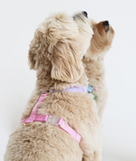 Furlou: Multi Color Dog Harness