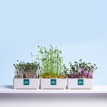 Microgreens Hydroponic Grow Kit